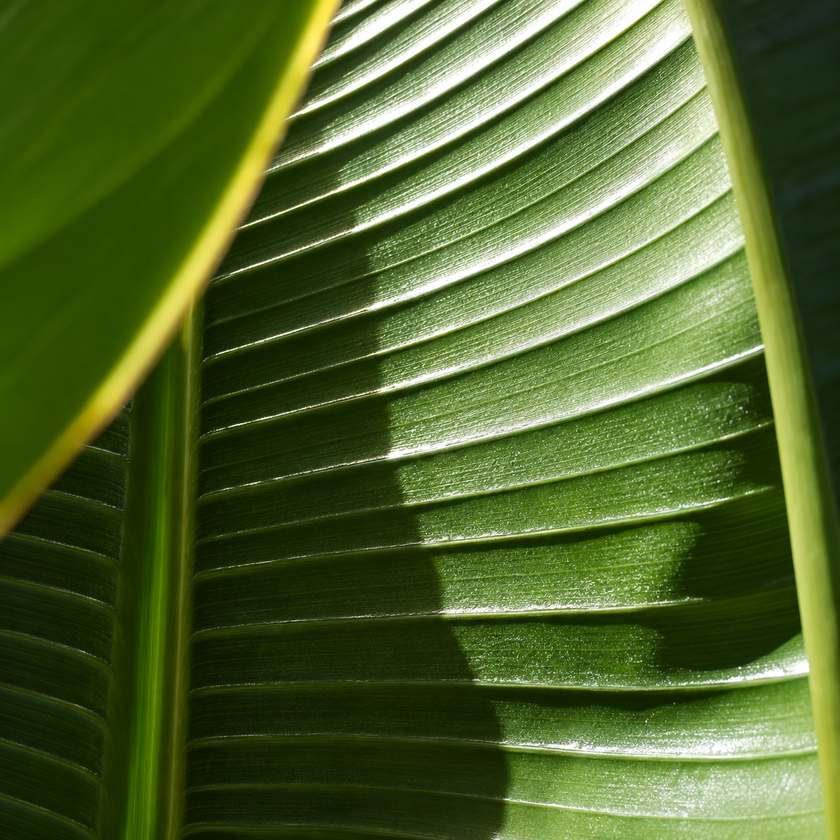 Hoja de strelitzia o ave del paraíso en Plantas Luego Existes, El Rastro de Madrid