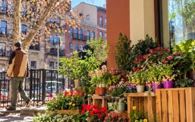 Plantas de exterior para otoño en Madrid: tu terraza