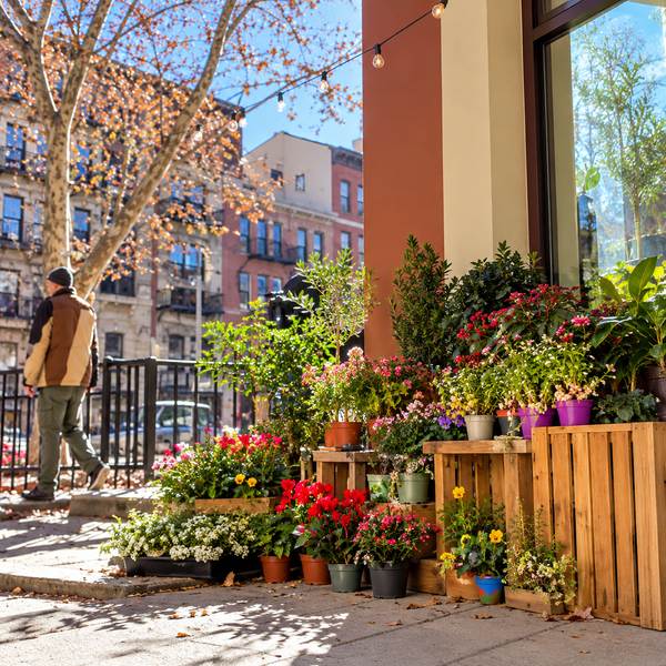 plantas-de-exterior-en-maceta-plantas-luego-existes-rastro-madrid
