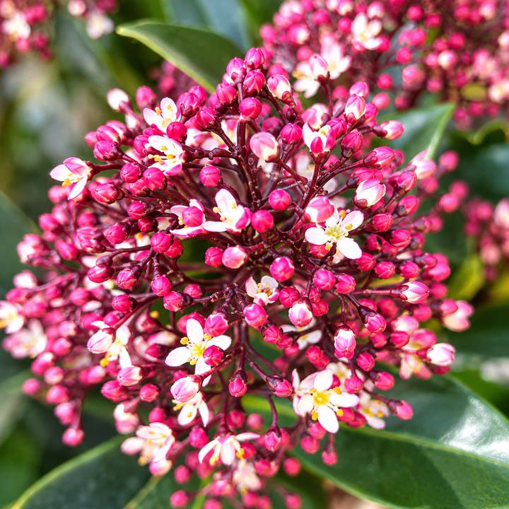 Skimmia con botones florales rosas, planta de exterior para otoño en Madrid